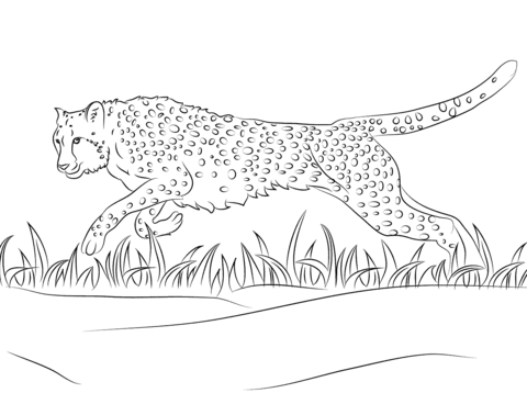 Cheetah Runs Coloring Page